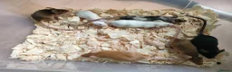 Mouse rodents for sale: Fancy pet mice - Advert 7