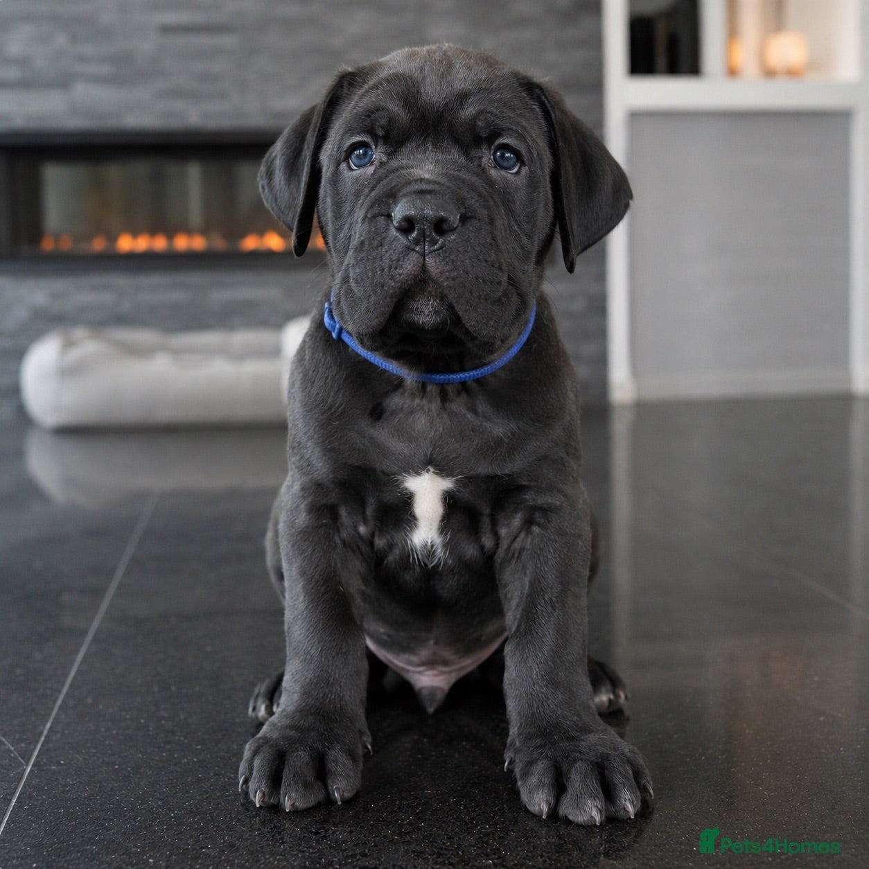 Cane Corso dogs 🐾 European Champion Bloodline Cane Corso Puppies - Advert 1