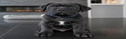 Cane Corso dogs for sale: 🐾 European Champion Bloodline Cane Corso Puppies - Advert 8