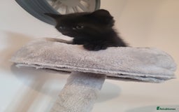 Mixed Breed cats for sale: Mixed British blue kittens  - Image 14