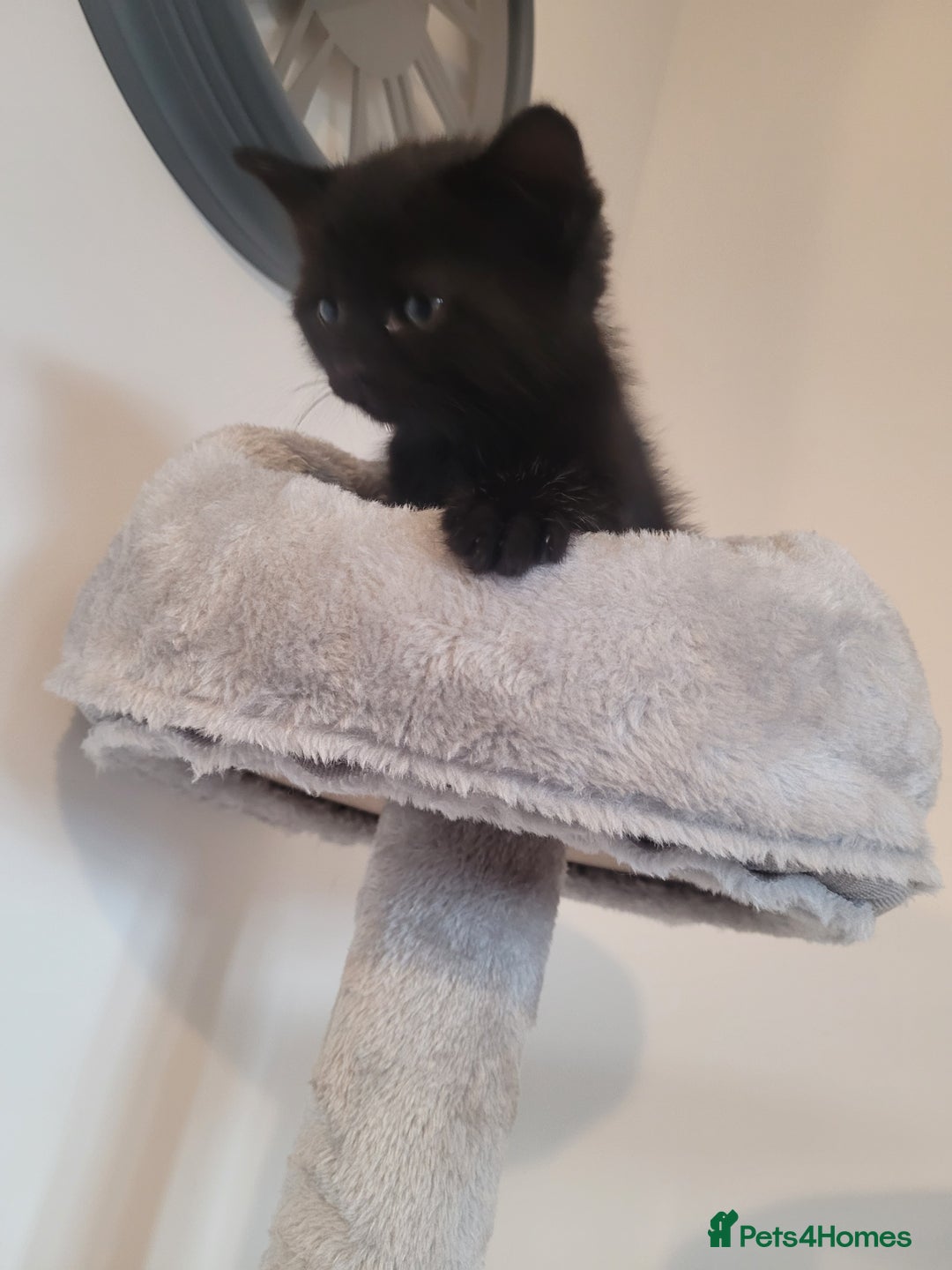 Mixed Breed cats for sale: Mixed British blue kittens  - Image 14