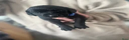 Springador dogs for sale: Adorable Black Springador Puppies - Advert 4