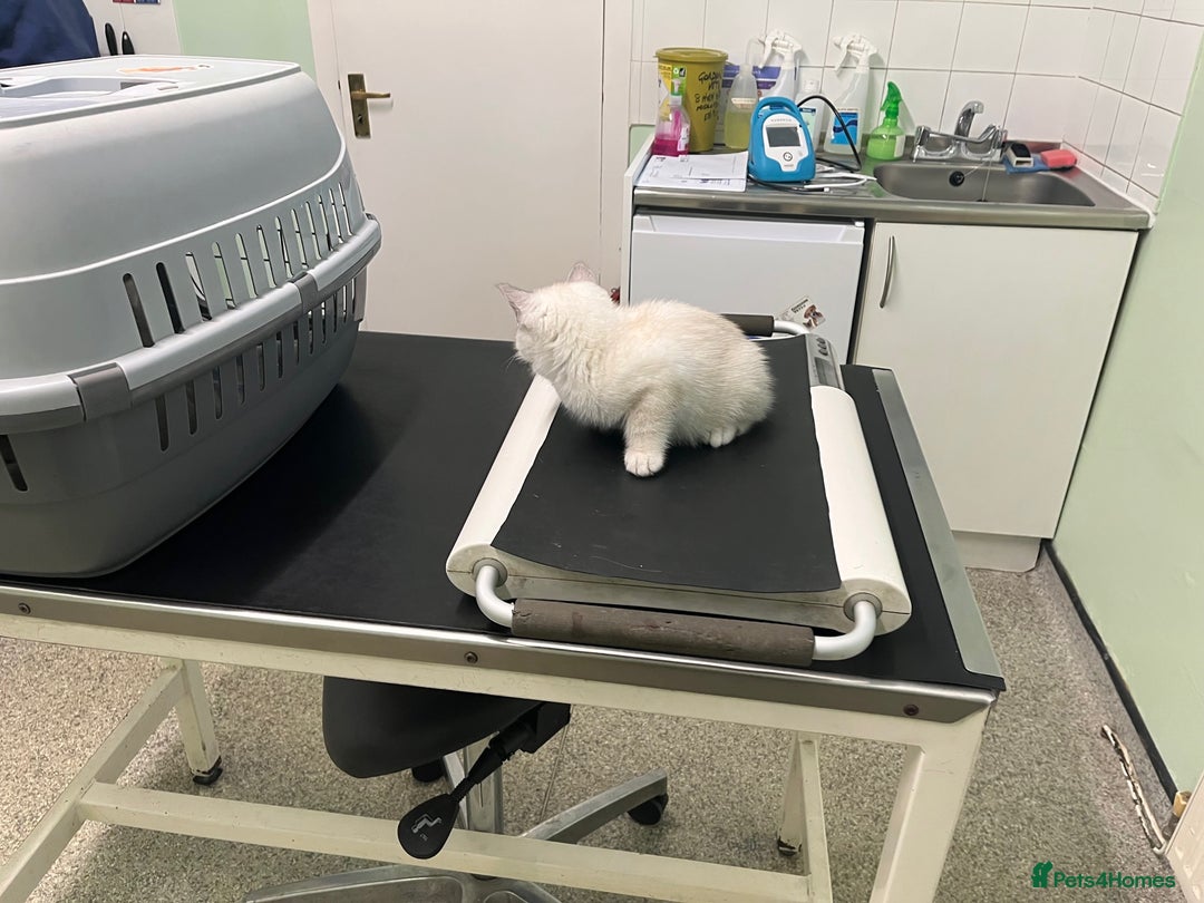 British Shorthair cats for sale: BRITISH SHORTHAIR KITTENS - Advert 24