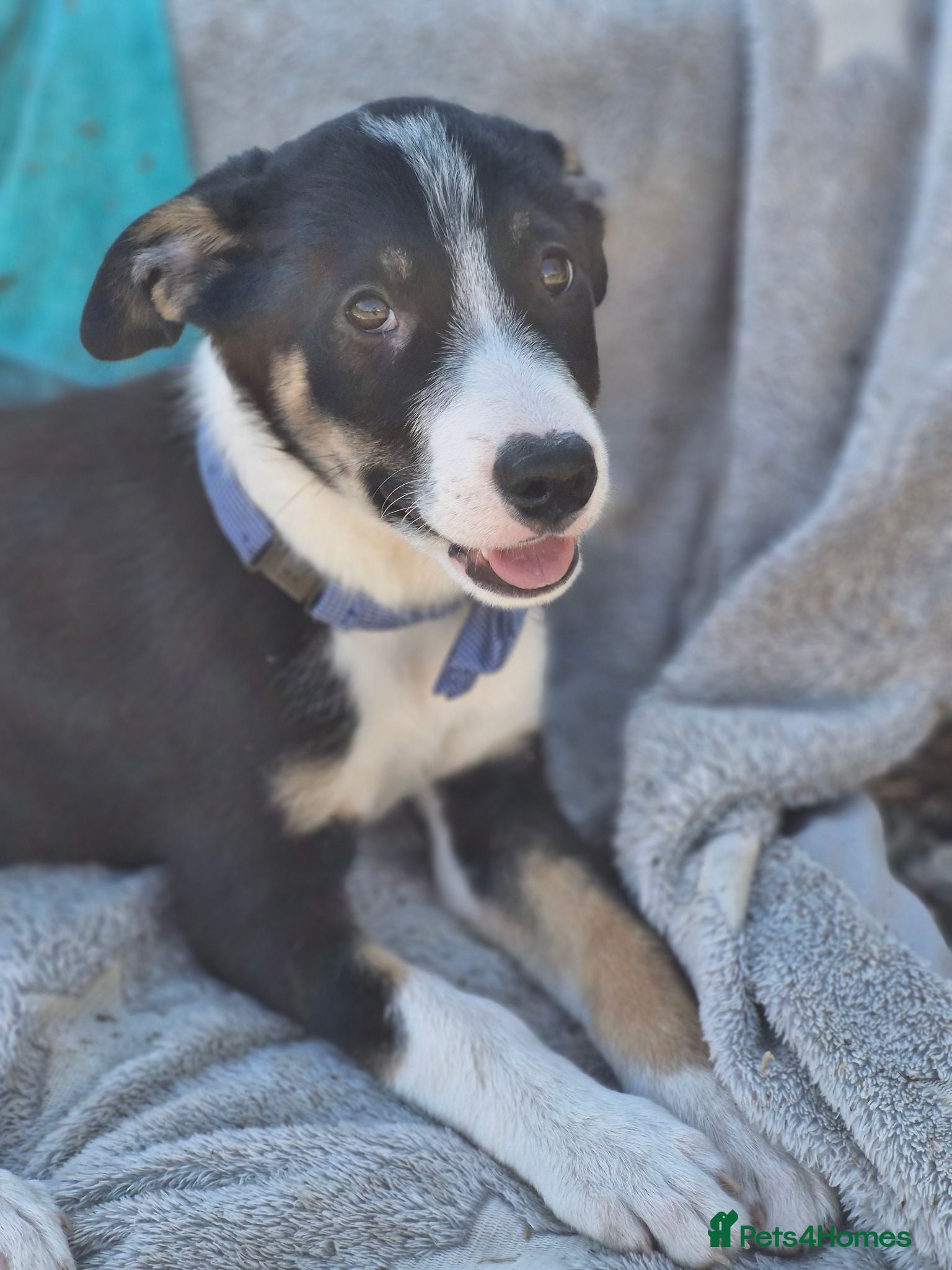 Border Collie dogs Ready*Beautiful Girl & Boy* Ready - Advert 2