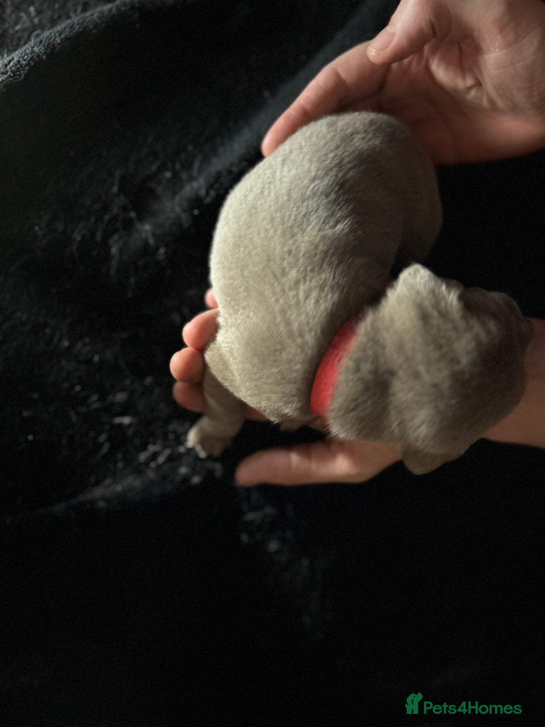 Mixed Breed dogs for sale: Staffadors staffy x labs  - Advert 19