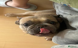 French Bulldog dogs for sale: French bulldog girl for rehome - Advert 7
