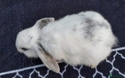 Mini Lop rabbits for sale: Gorgeous Mini lop babies looking for new homes - Image 20