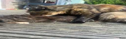 Mixed Breed cats for sale: Mixed Exotic Kittens - Advert 6