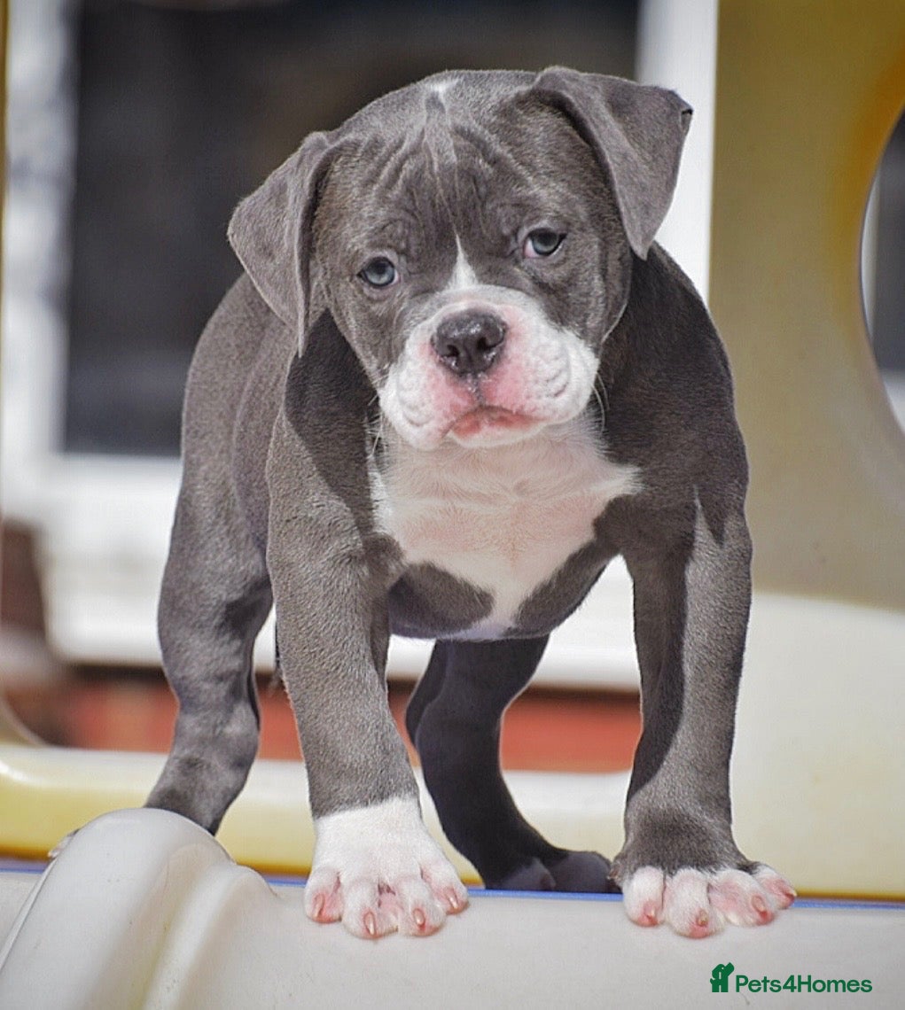 Olde English Bulldogge dogs 23 years experienced 5 star rated licensed and reg - Advert 10