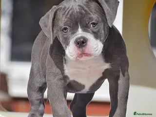 Olde English Bulldogge dogs 23 years experienced 5 star rated licensed and reg - Advert 10