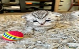 Scottish Fold cats for sale: Scottish fold kittens - Image 2