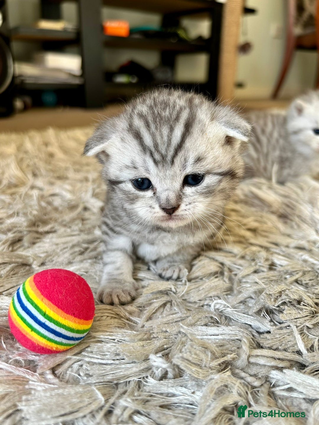 Scottish Fold cats for sale: Scottish fold kittens - Image 2