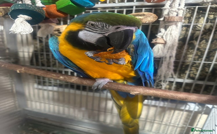 Macaws birds - Advert 3