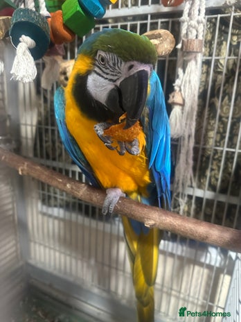 Macaws birds - Advert 3