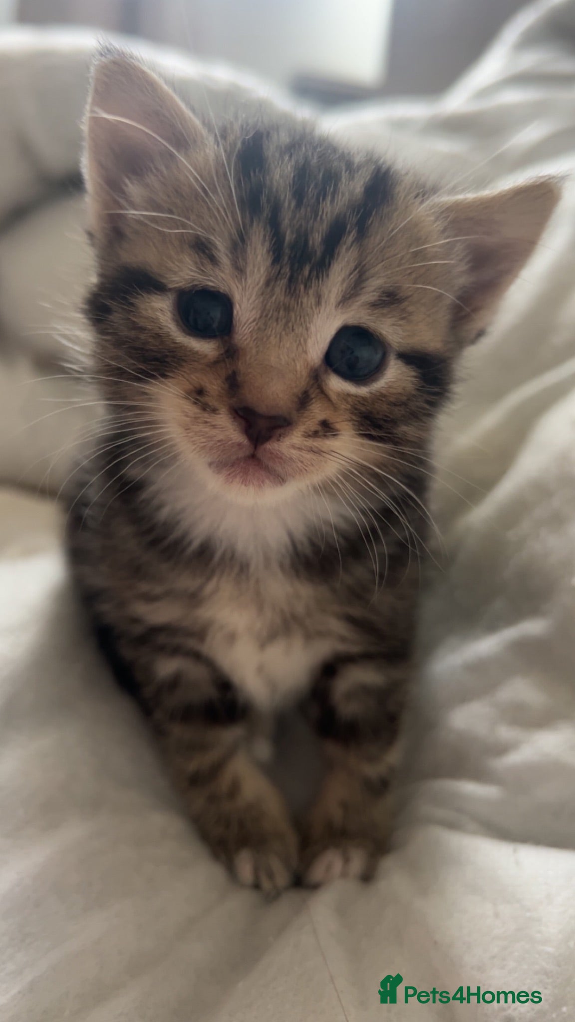 Mixed Breed cats TABBY KITTENS - Advert 14