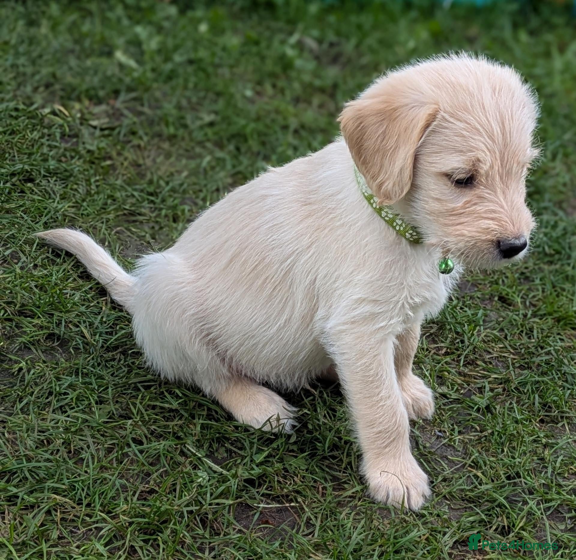 Labradoodle dogs Golden Labradoodle / Doubledoodle Puppies Viewings - Advert 1