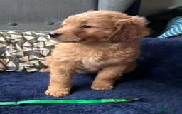 Mixed Breed dogs for sale: Mini Aussie Doodle  - Image 2