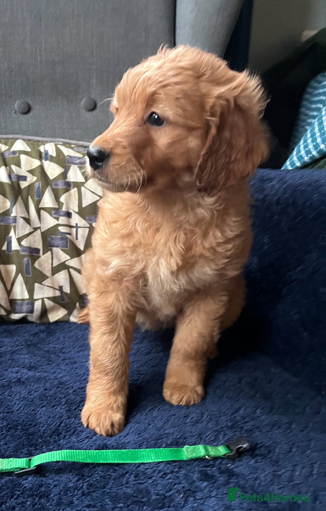 Mixed Breed dogs for sale: Mini Aussie Doodle  - Image 2