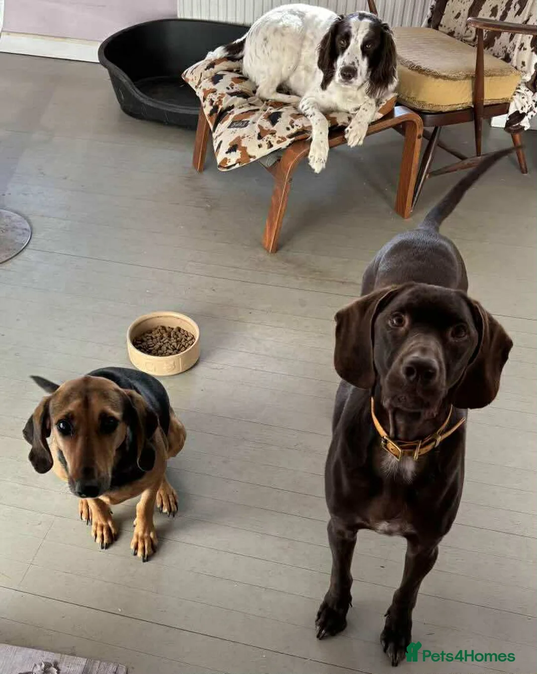 Mixed Breed dogs for adoption: Bonnie is a beautiful 4.5 year old Jura - Advert 5