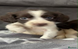 Cocker Spaniel dogs for sale: Cocker Spaniel Puppy’s  - Image 31