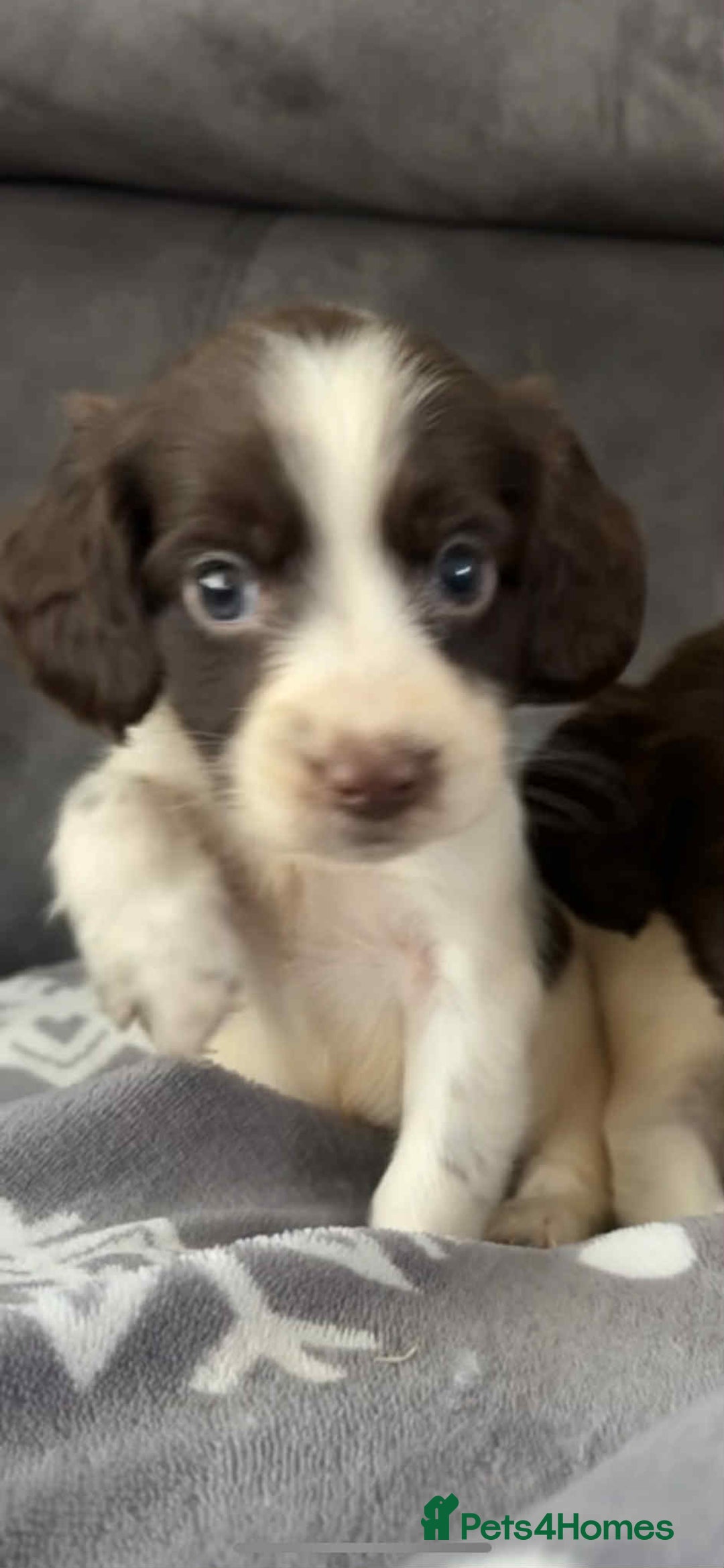 Cocker Spaniel dogs for sale: Cocker Spaniel Puppy’s  - Image 31