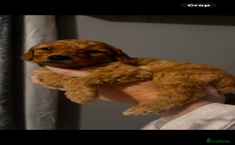 Labradoodle dogs Standard labradoodles multigenerational  - Advert 8