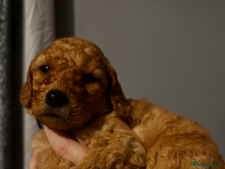 Labradoodle dogs Standard labradoodles multigenerational - Advert 1