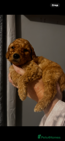 Labradoodle dogs Standard labradoodles multigenerational - Advert 8