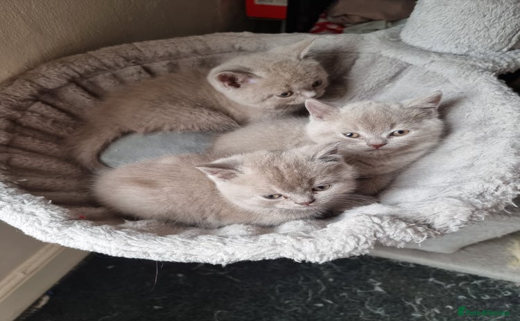 British Shorthair cats - Advert 9