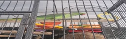 Ringnecks birds for sale: Ringneck parakeet  - Advert 6