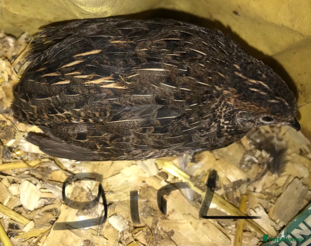 Quail poultry for sale: QUAILS/CHINESE PAINTED BUTTONS ! - Advert 5