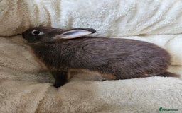 Netherland Dwarf rabbits for sale: Netherland Dwarf boy bunnies  - Image 7