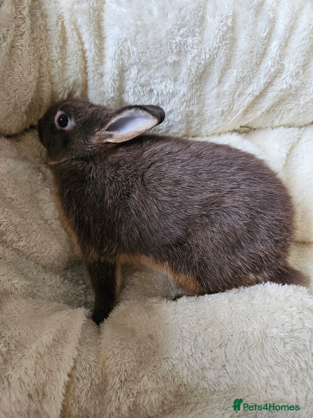Netherland Dwarf rabbits for sale: Netherland Dwarf boy bunnies  - Image 7