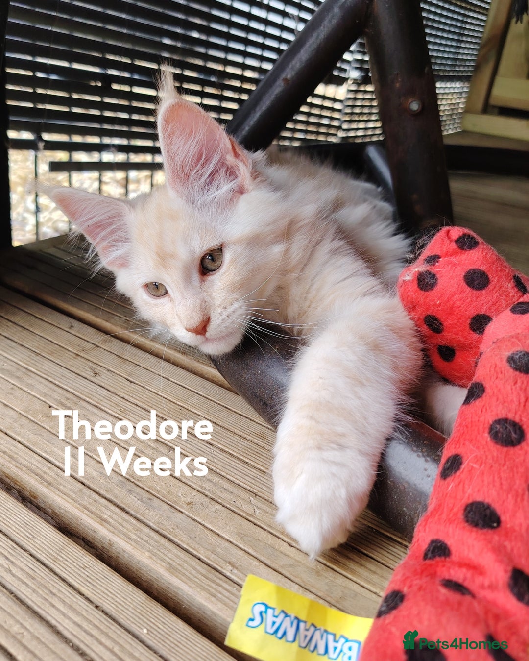 Maine Coon cats for sale: Home raised stunning Mainecoon boys. - Image 6