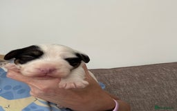 Sealyham Terrier dogs for sale: Stunning Sealyham Terriers  - Image 9
