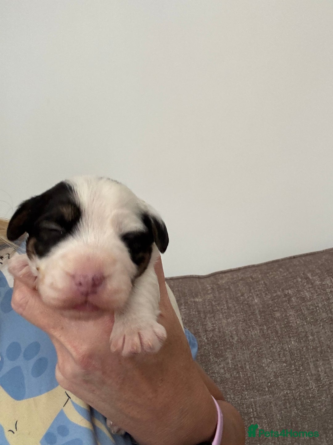Sealyham Terrier dogs for sale: Stunning Sealyham Terriers  - Image 9