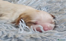 Cavalier King Charles Spaniel dogs for sale: KC REG CAVALIER KING CHARLES SPANIEL PUPPIES - Image 11