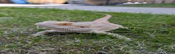 Bearded Dragon reptiles for sale: 2 year old Bearded Dragon in Kirknewton - Advert 4