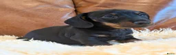 Miniature Dachshund dogs for sale: Gorgeous Miniature Dachshund Puppies - Advert 9