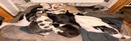 Whippet dogs for sale: KC Gorgeous Whippet Puppies  - Advert 4