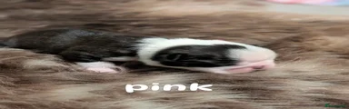 Pink girl