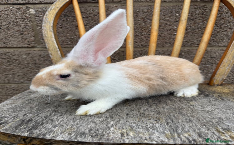 Continental Giant rabbits - Advert 1