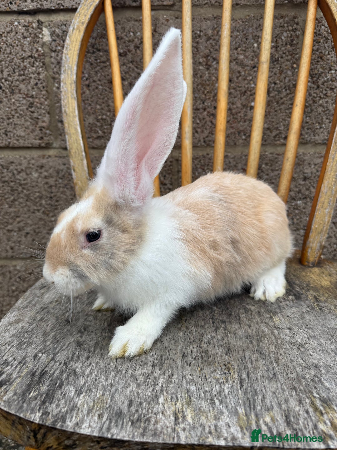 Continental Giant rabbits for sale: Pure breed continental giant female  - Image 1