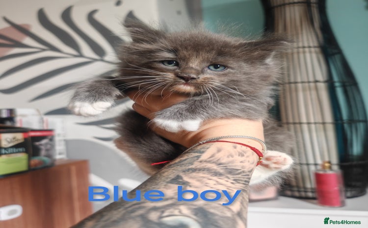 Ragcoon cats - Advert 1