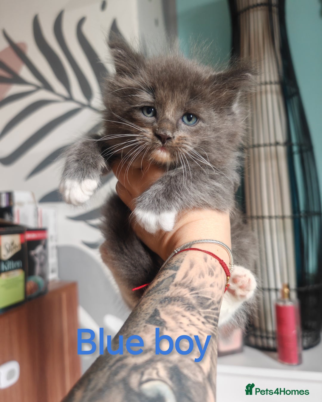 Ragcoon cats for sale: Amazing ragcoon kittens looking for lovely home  - Image 1