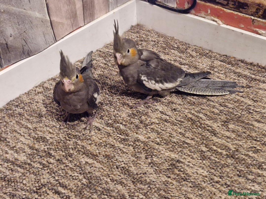 Cockatiels birds for sale: Baby cockatiels  - Image 7