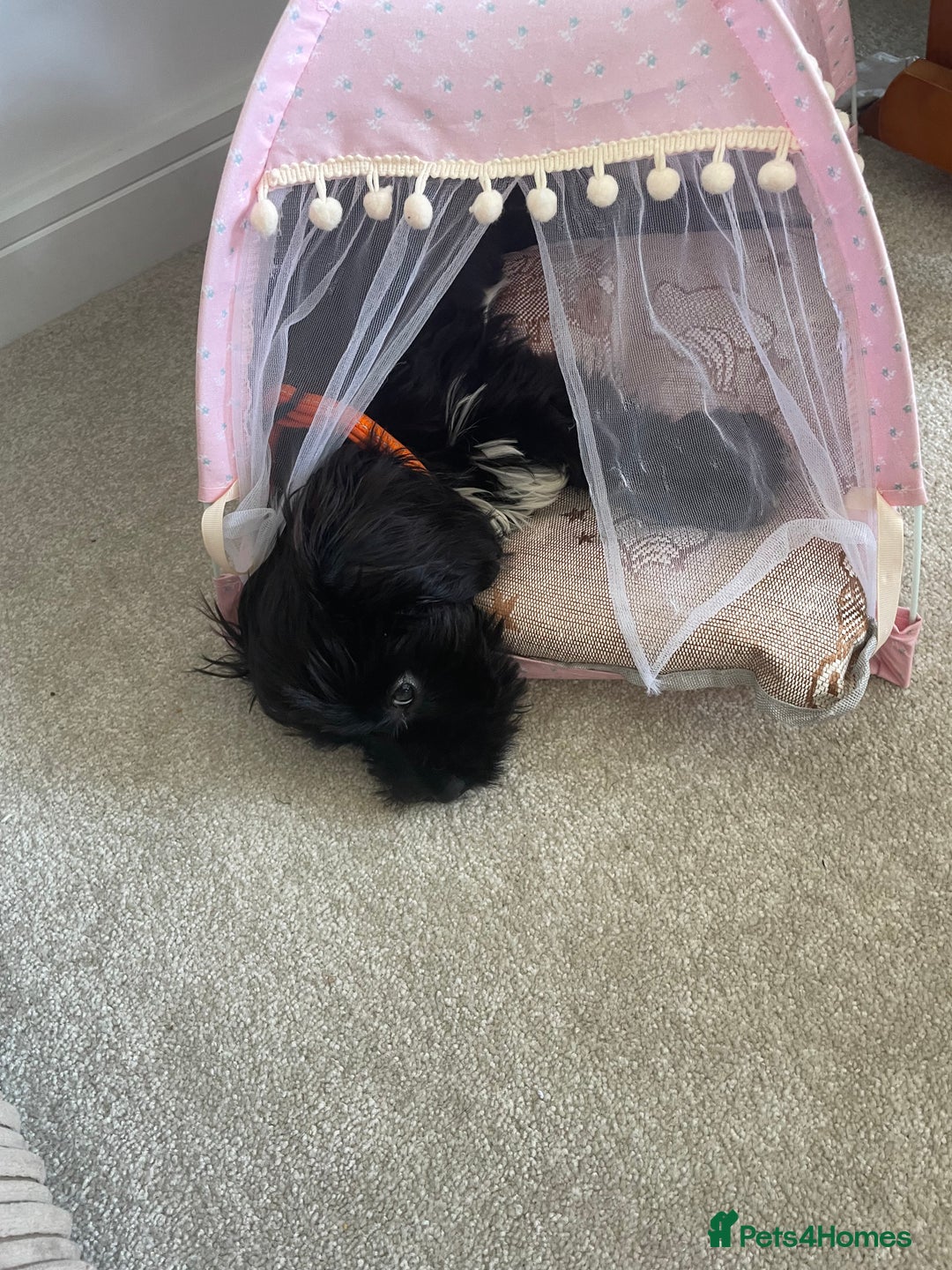 Cockapoo dogs for sale: Manny  - Image 1