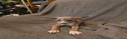 Mixed Breed dogs for sale: Italian Greyhound x Bull Greyhound Puppies - Advert 20