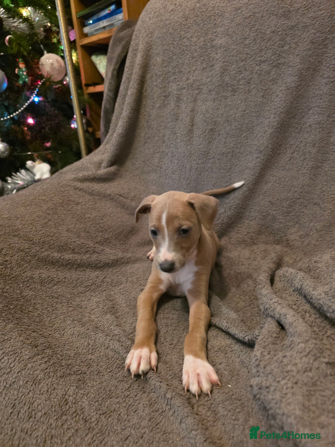 Mixed Breed dogs for sale: Italian Greyhound x Bull Greyhound Puppies - Advert 20