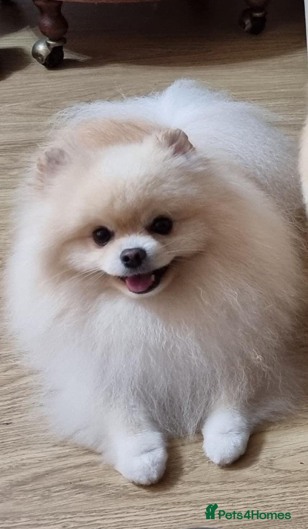 Pomeranian dogs for stud: KC Stunning coat Cream boy for stud  in Borehamwood - Advert 4